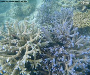 yapboz Deniz mercan